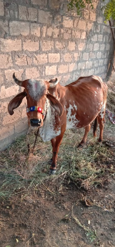 કપીલા ગયા વેચવા...