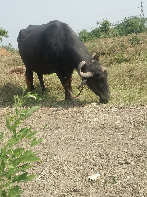 ભેંસ વેચવાની છે