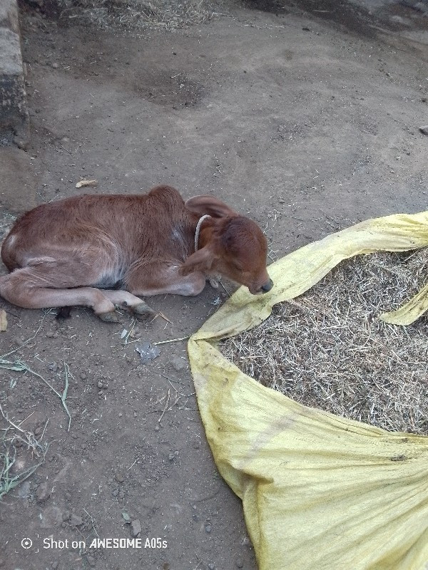 આશિનોયટા