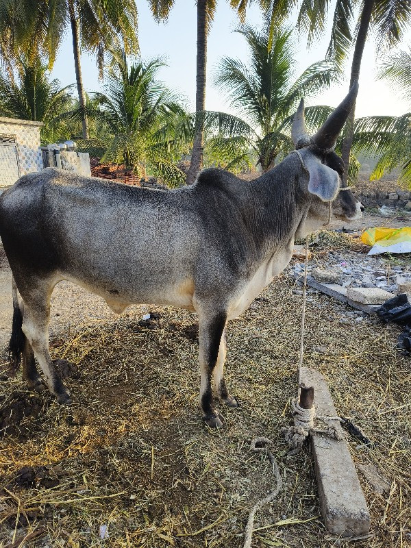 ગાય