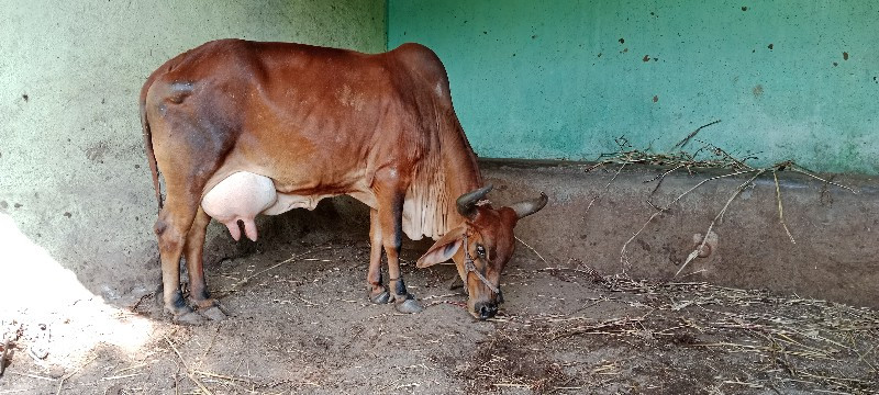 ગાય વેસવાની છે