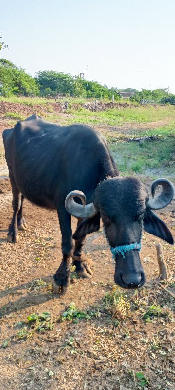 ભેસવેચવાનીછે