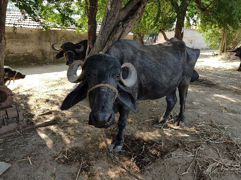 ખડેલુ  વેચવાનુ...