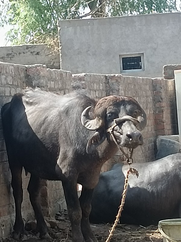 પુછેડે બાડી છે