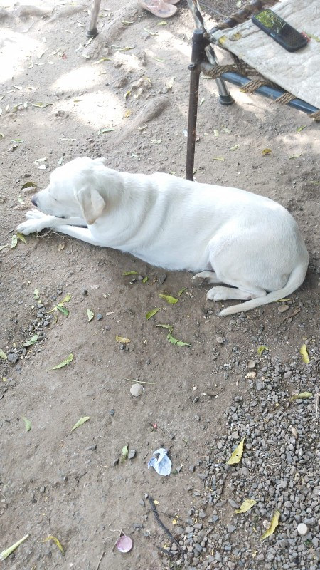 lebra dog