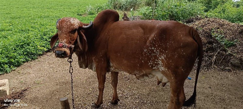 ગાય વેચવાની છે