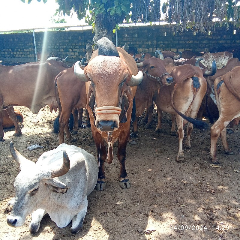 ઘણખીટવેચવાનો છે