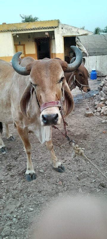 ગાયવેચવાનીછે મા...