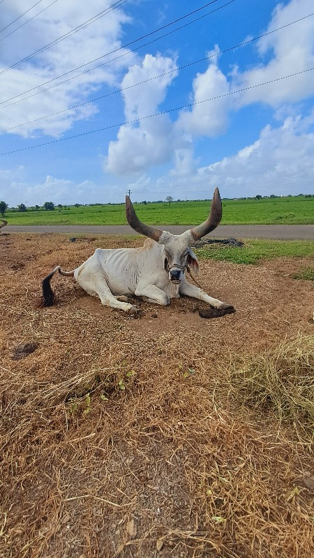 બળદ વેચવાના છે