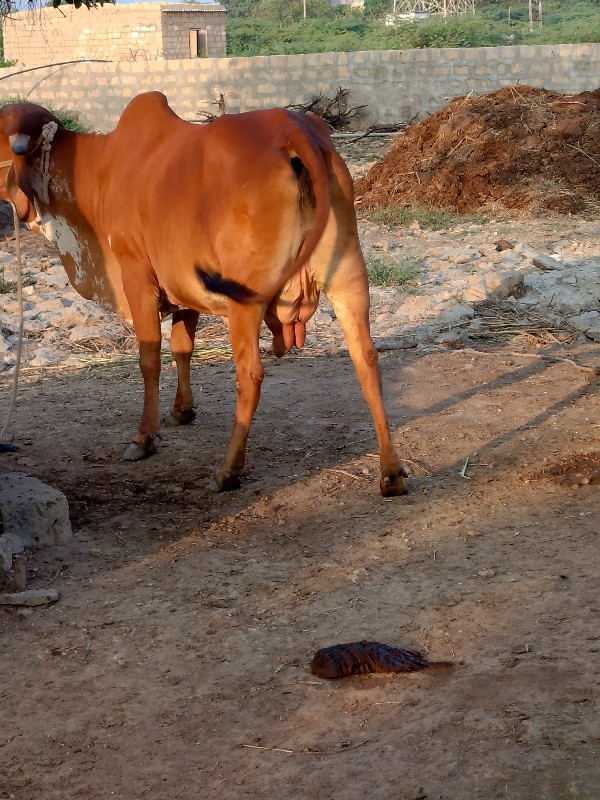 ગાય