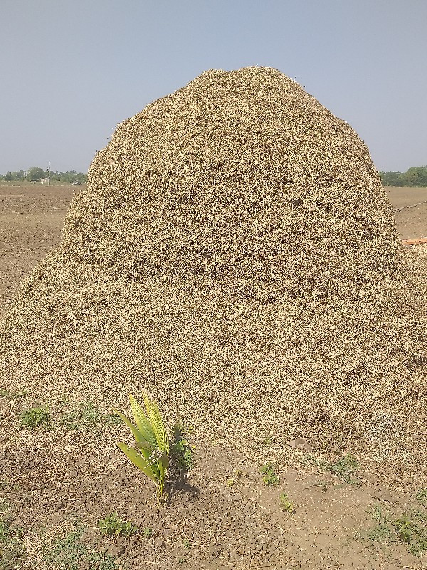 માંડવી નો ભૂકો...