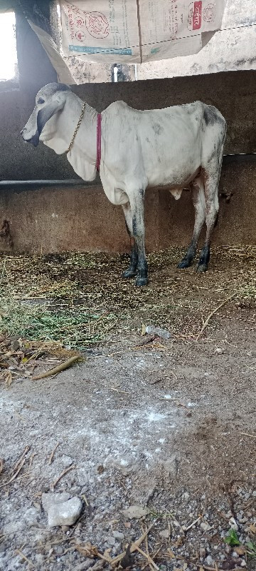 વાછડિ વેચવાની