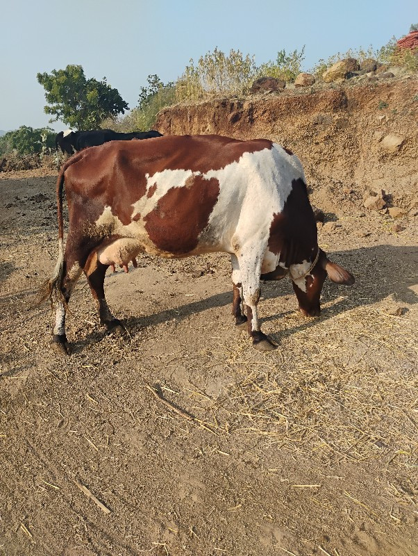 જર્સી ગાય વેચવા...