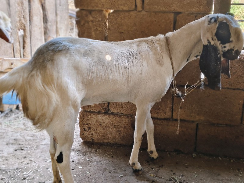 bakri
rajasthan...