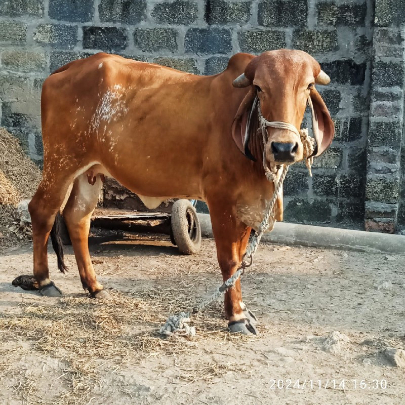 ગાય વેચવાની છે