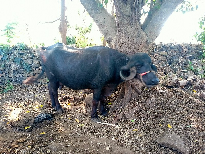 ભેંસ વેચવાની છે