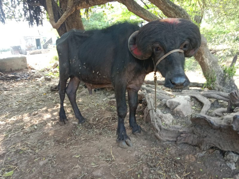 પાડોવેચવાનોછં