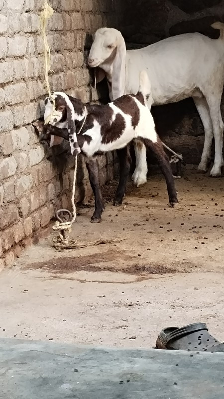 બકરો વેસવનો સે...