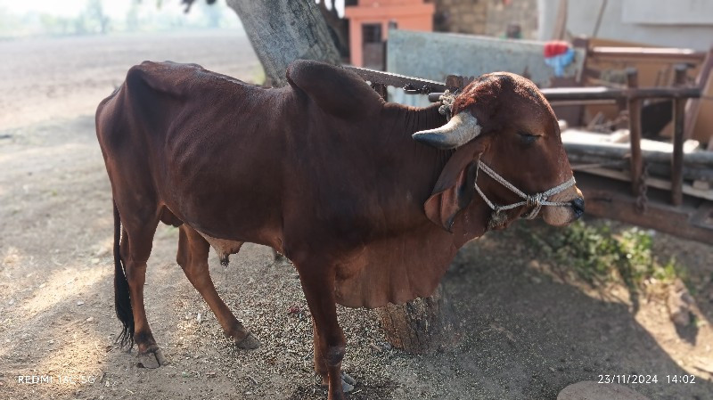 ગોઠલો