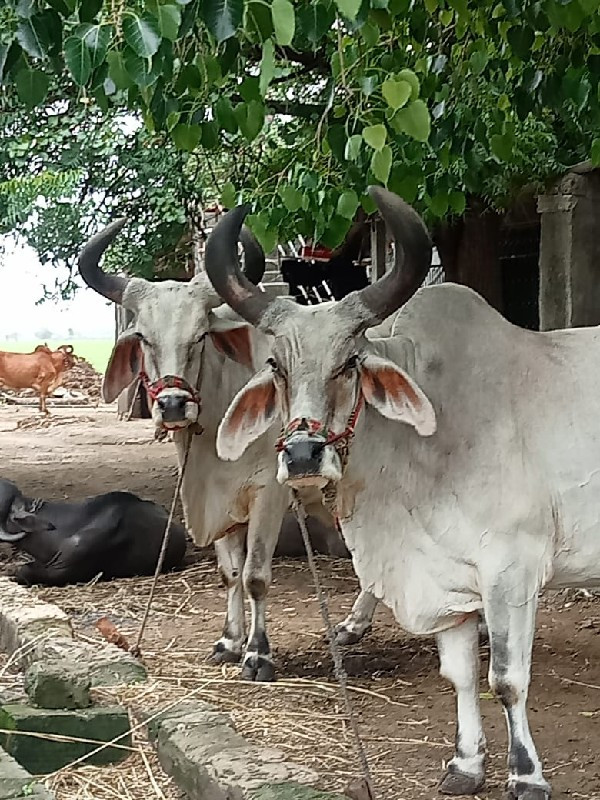 બળદ વેચવા ના છે