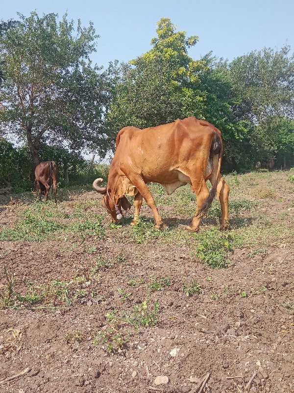 ગાય