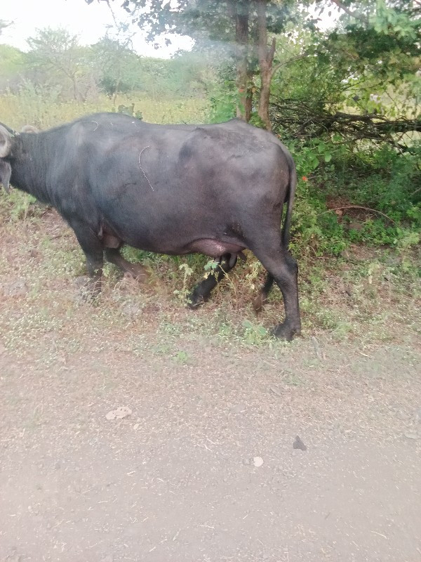 ભેંસ વેચવાની છે