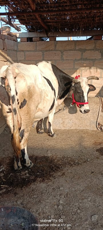 ગાય વેચવનીવછૈ