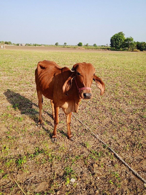 હોડકી વેચવાની છ...