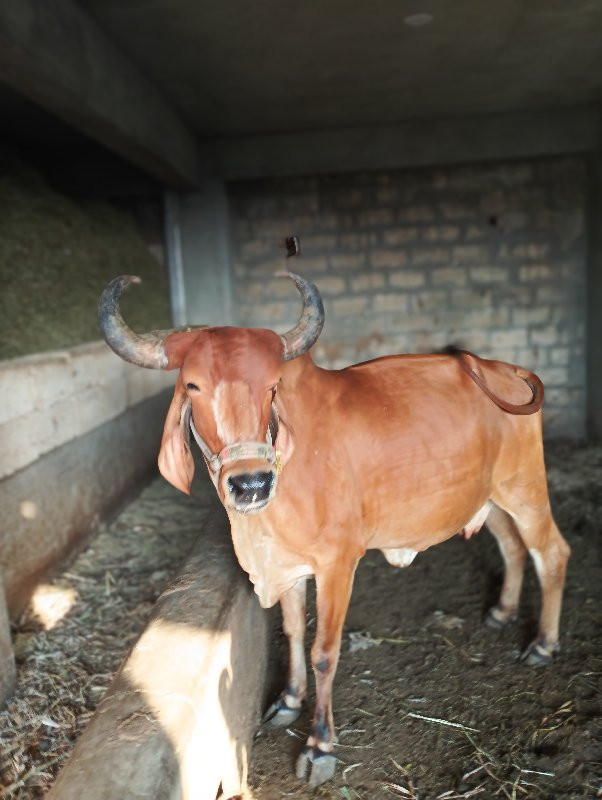 ગાય વેચવાની છે