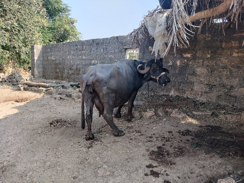 ભેંસ વેચવાની છે