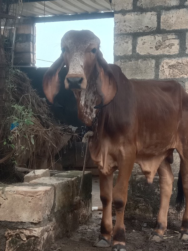 લાલ વાછડો વેચાણ...