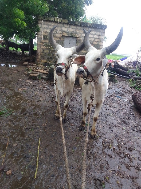 ghodalavechhava...