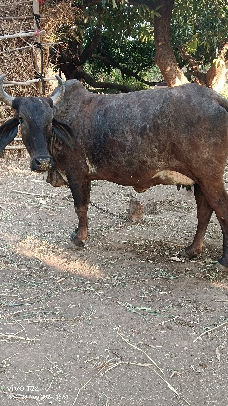 ગાય વેચવાની છે