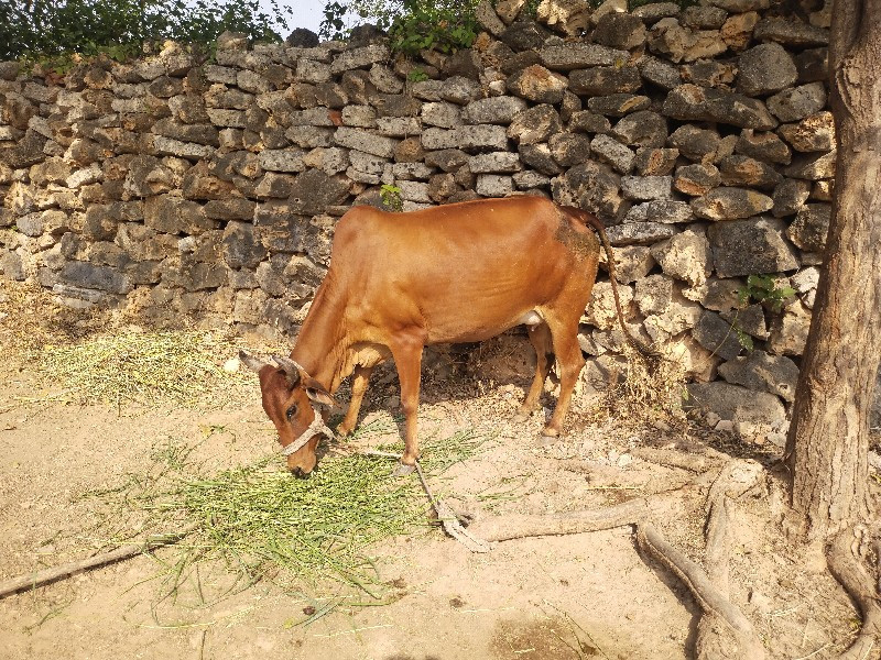 ગાય vechavani છ...