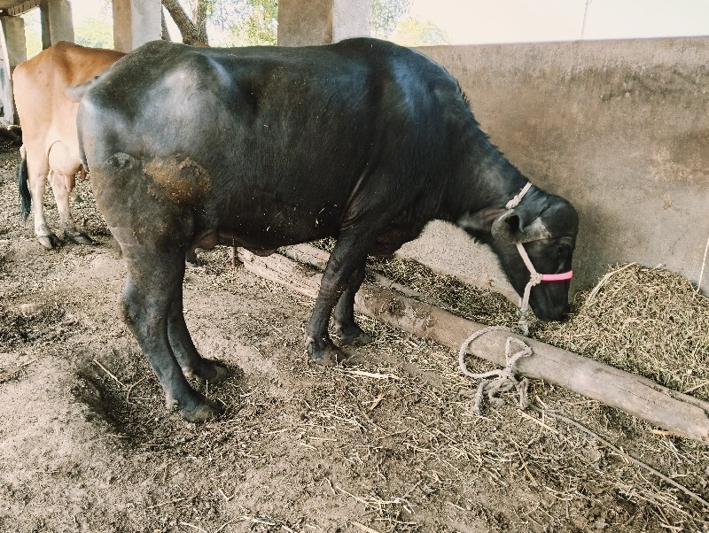 પેલુ વેતર છે