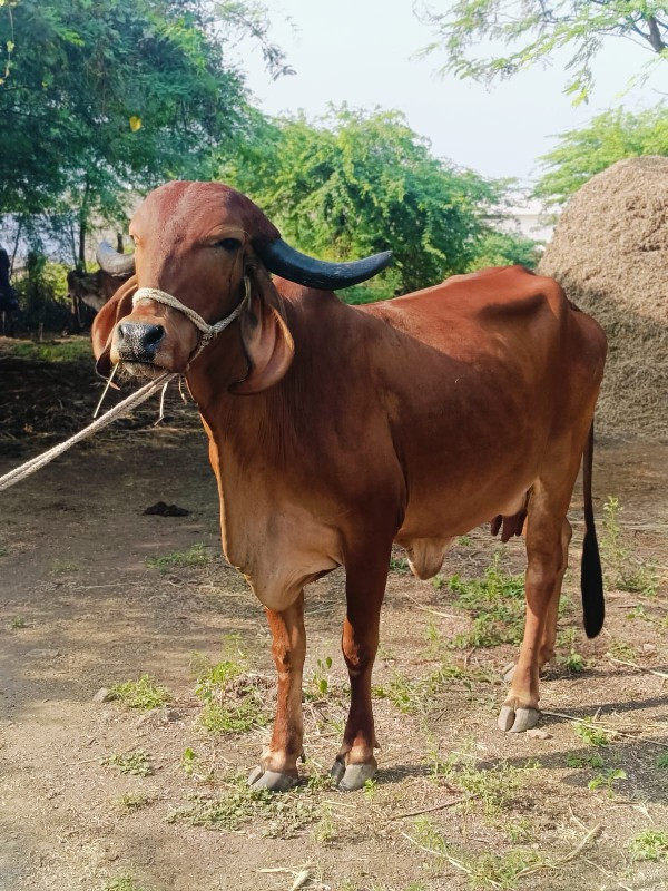 ગાય વેચવાની છે