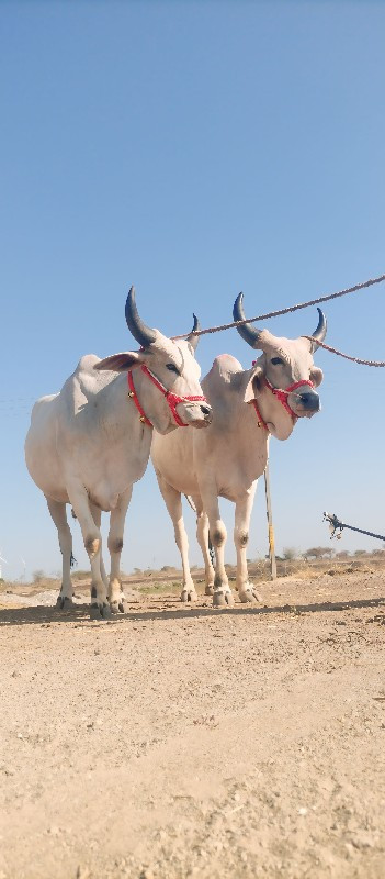 ગોઢલા વેચવાના છ...