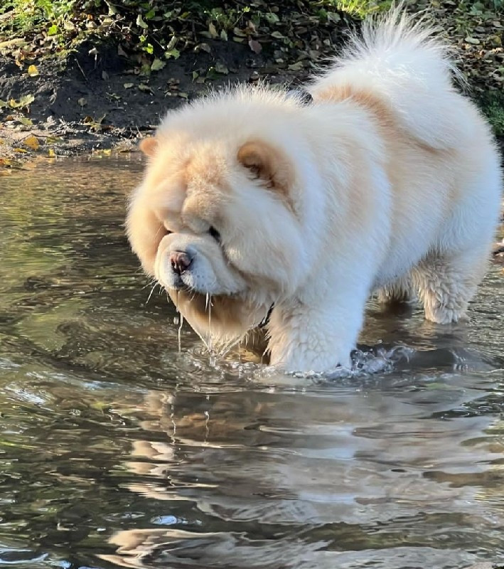 Chow Chow breed