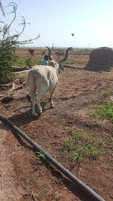 ગંભીર સિંહ પરમા...