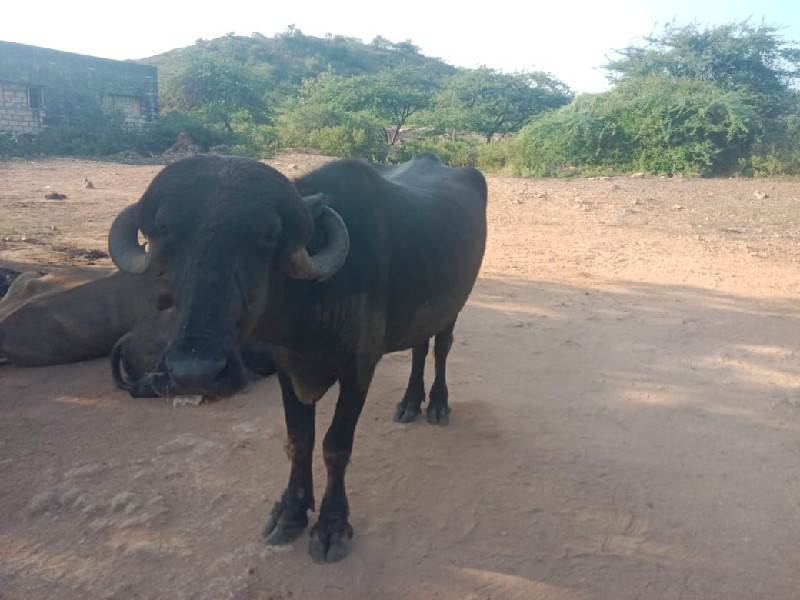 વેચવાના છે ખડેલ...