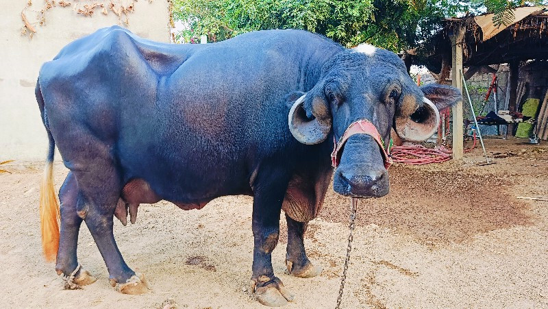 ભેંસ વેચવાની છે