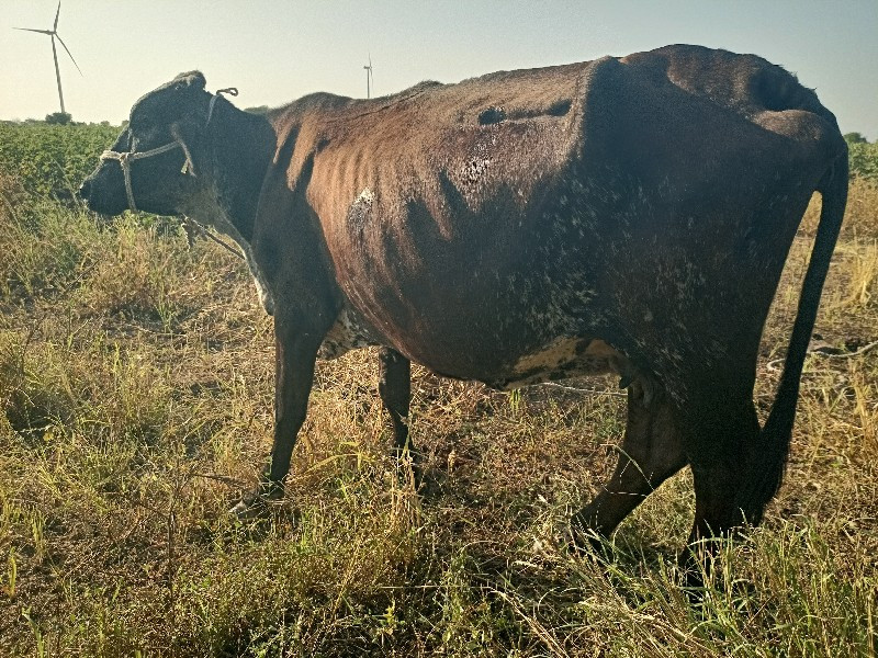 ગાય