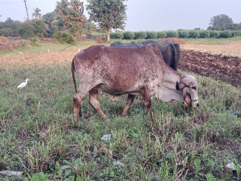 ઓરીજનલ વીર કાબર...