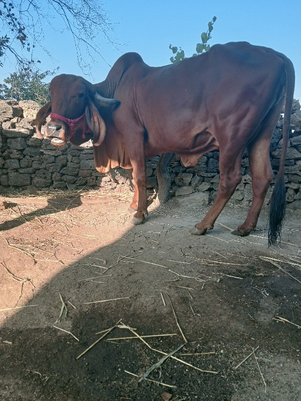 ગીર ગાય