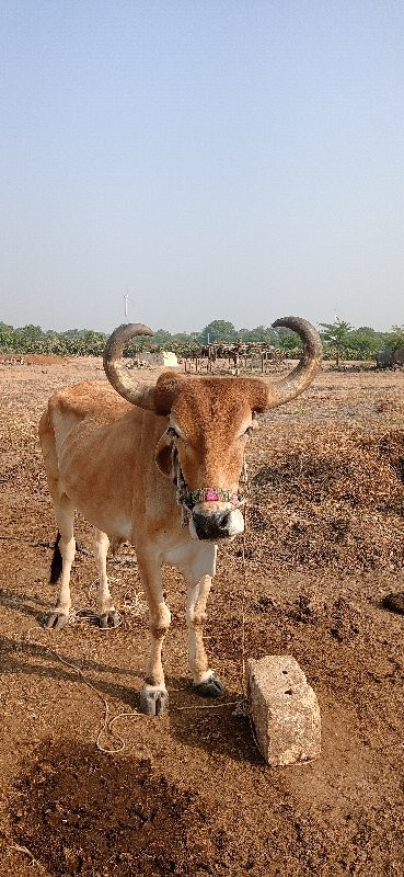 બજાણા