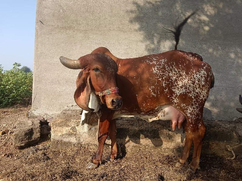 કાબરી ગાય