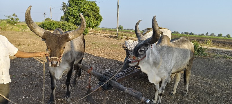 બળદ વેચવાના છે