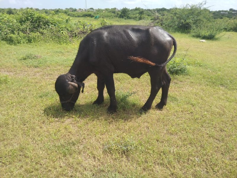 પાડો