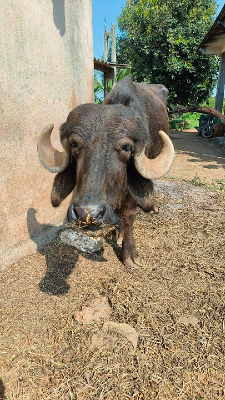 ખડેલુ વેસવાનુ સ...