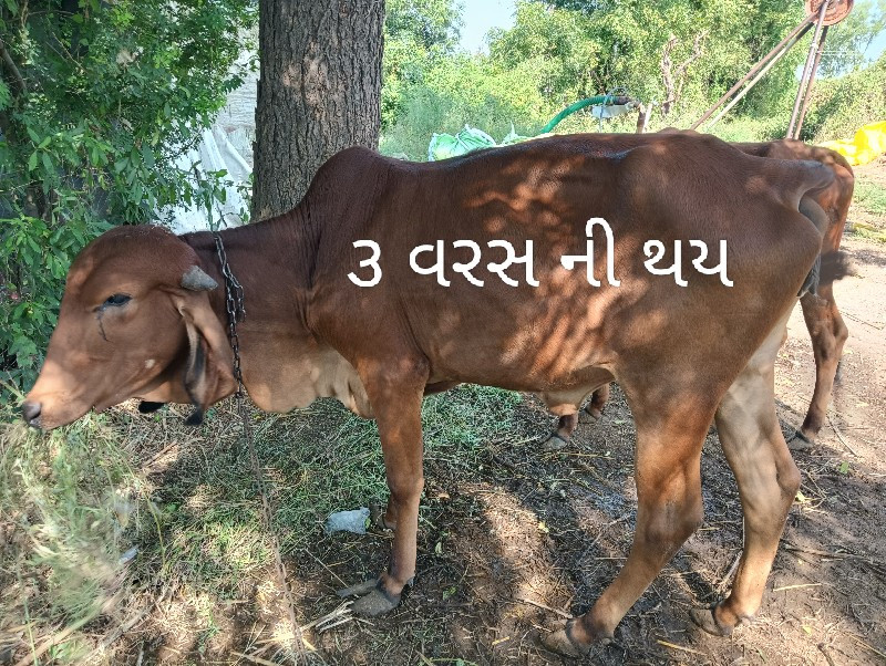 વાછરડી વેચવાની...